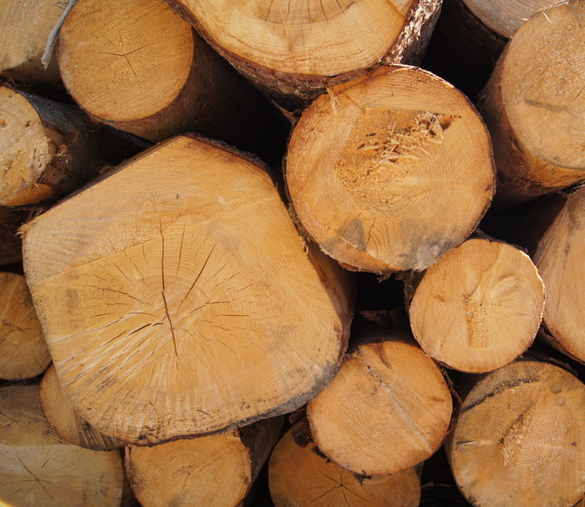 Rundholz Sägewerk Kneidinger Stapel von Rundholz